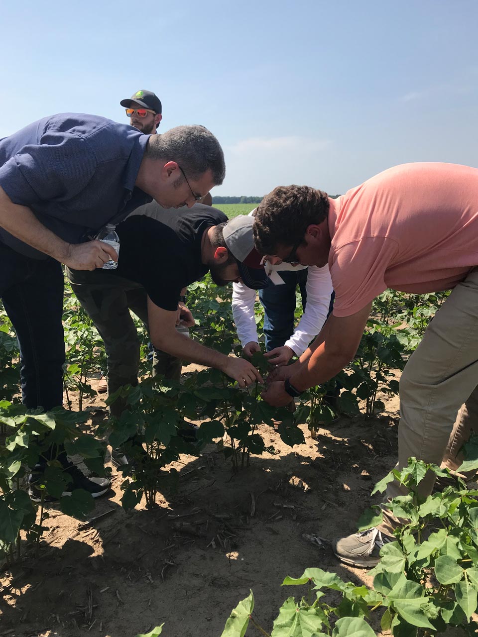 Students observing cotton plant